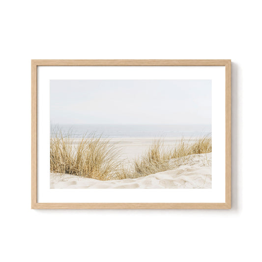 Coastal Dune Grass