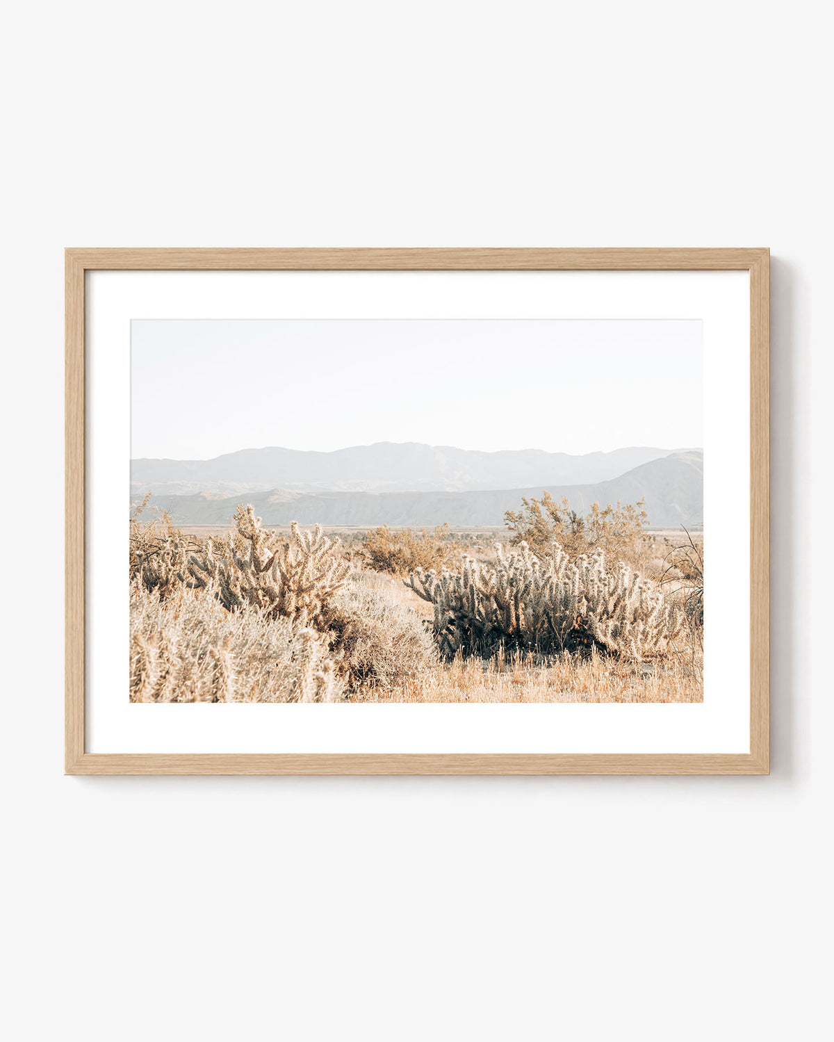 Cholla Valley