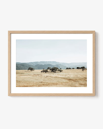 Open Meadow