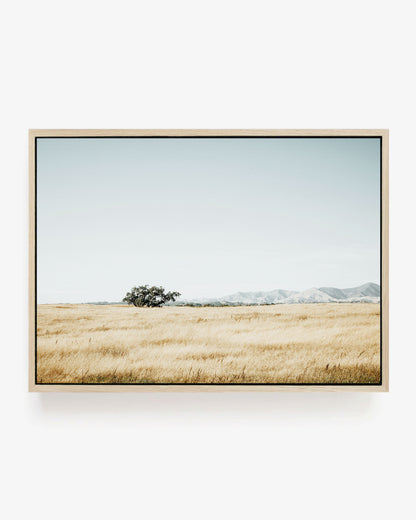 Quiet Prairie