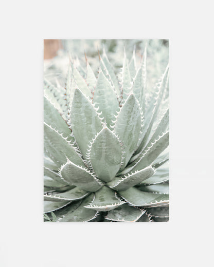 Desert Bloom – Succulent Wall Art