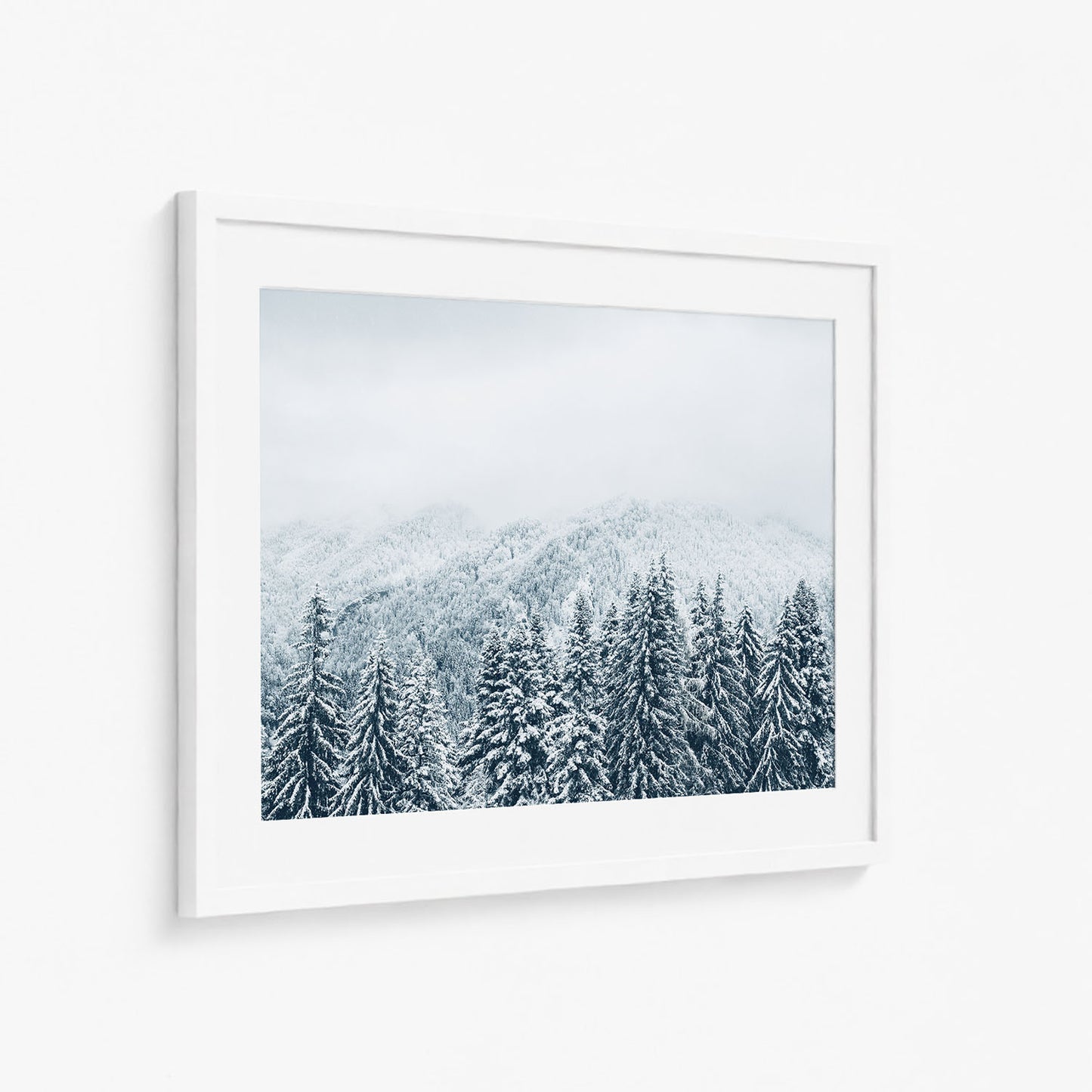 SNOWY PINES