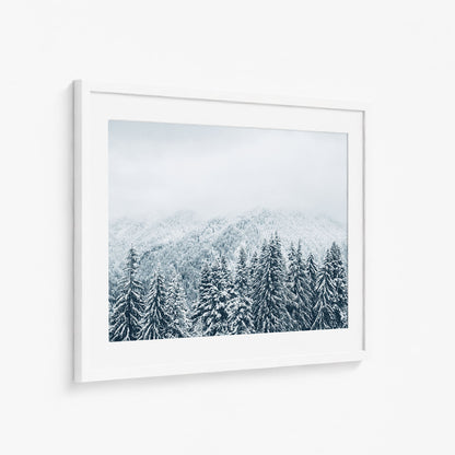 SNOWY PINES