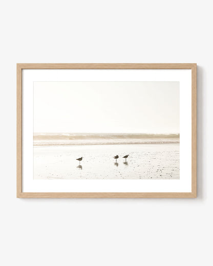 Birds at Low Tide