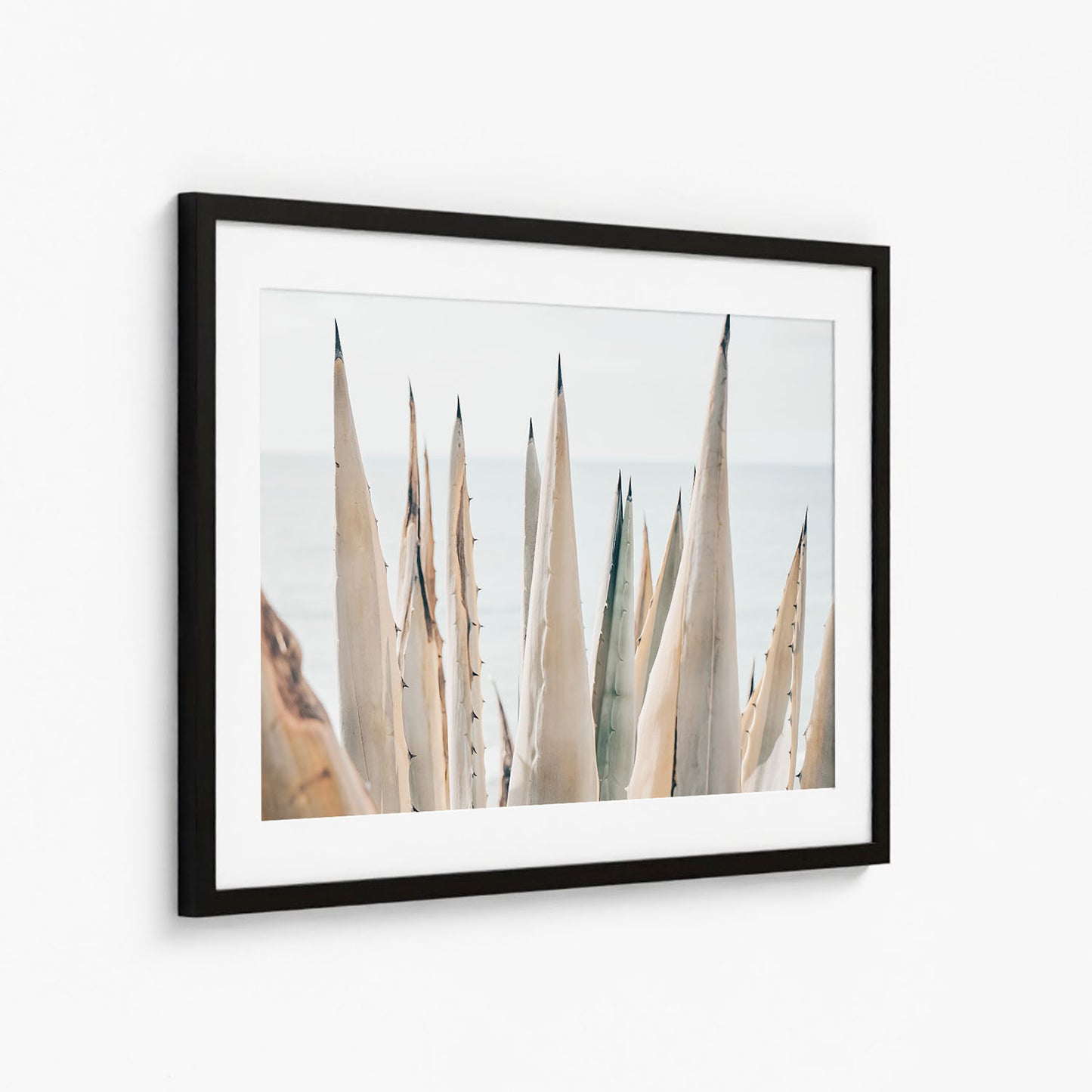 COASTAL AGAVE