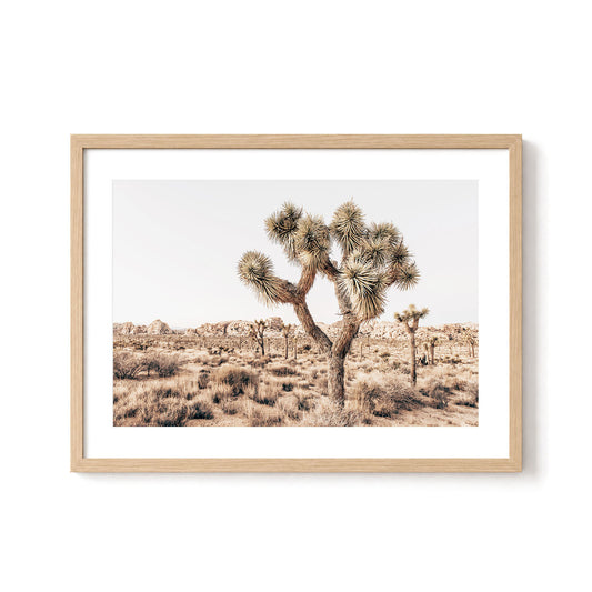 Joshua Tree Wilderness
