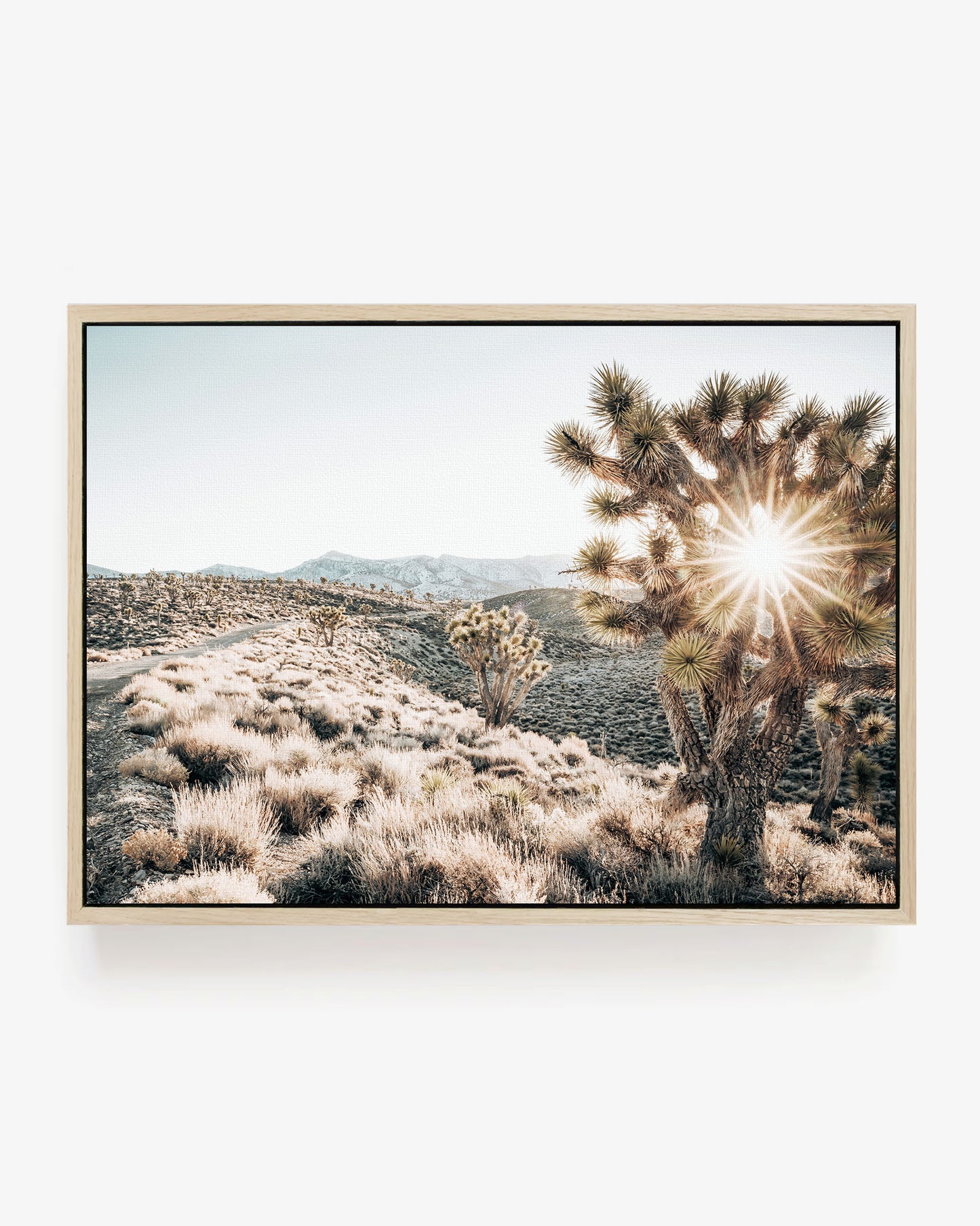 Desert Light