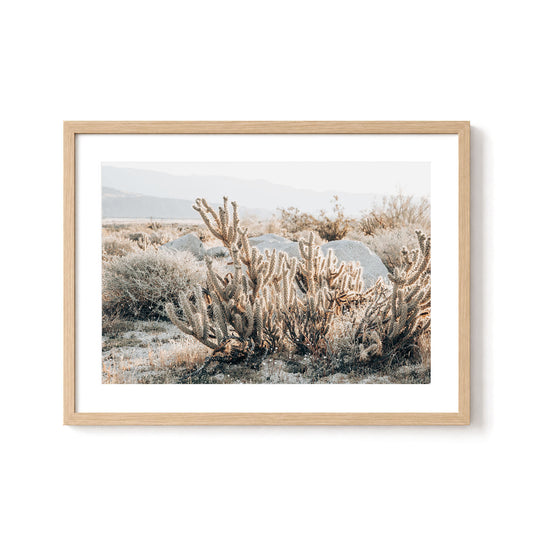 Desert Cholla Garden