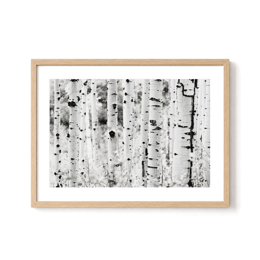Aspen Tree Forest