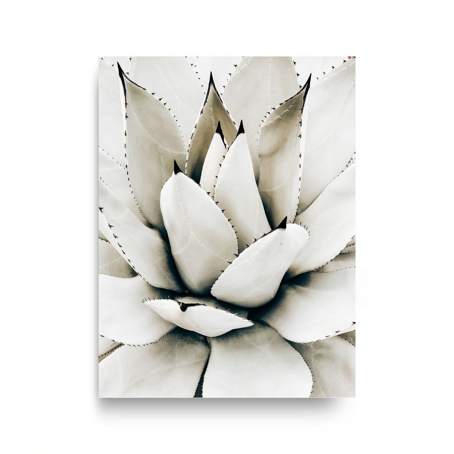 Desert Rosette