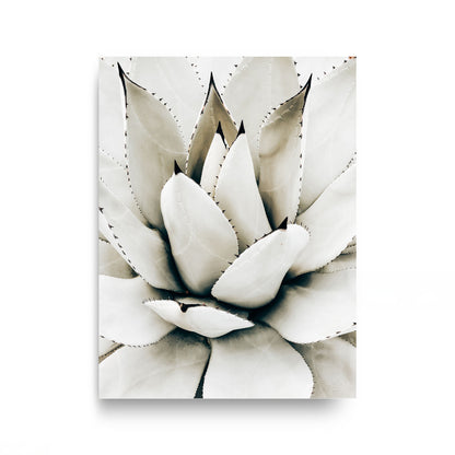 Desert Rosette