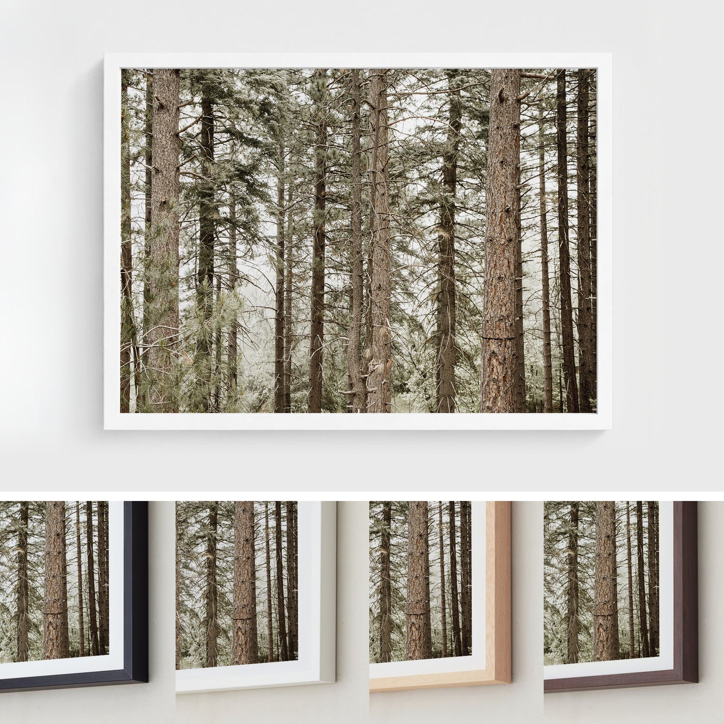 Forest Calm