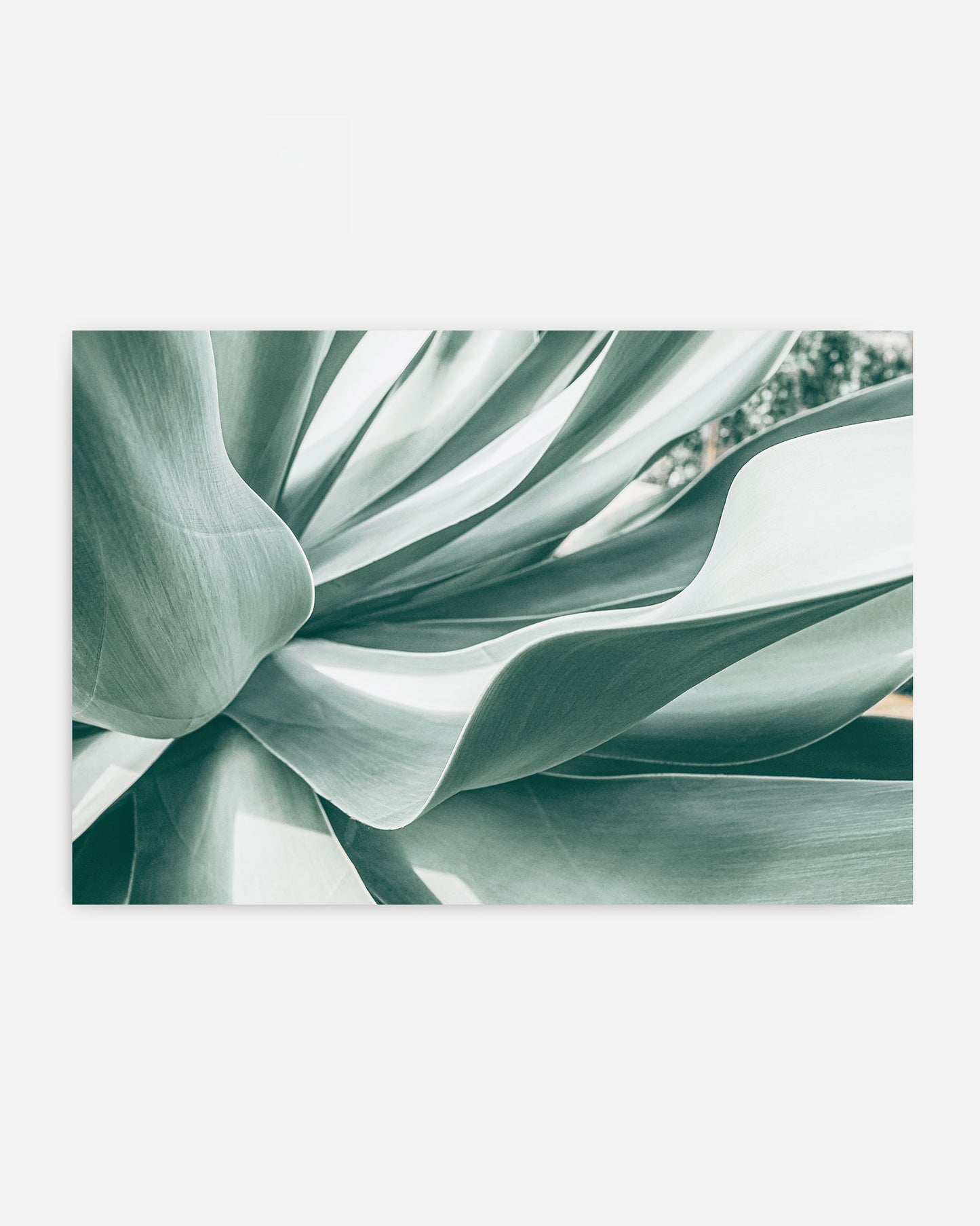 Soft Curve – Agave Plant Wall Art