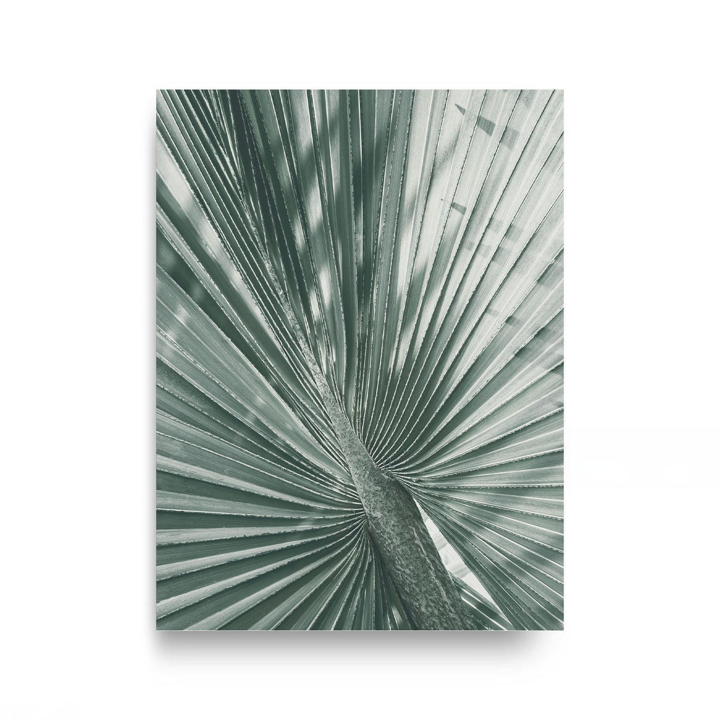 Fan Palm Study