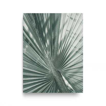 Fan Palm Study
