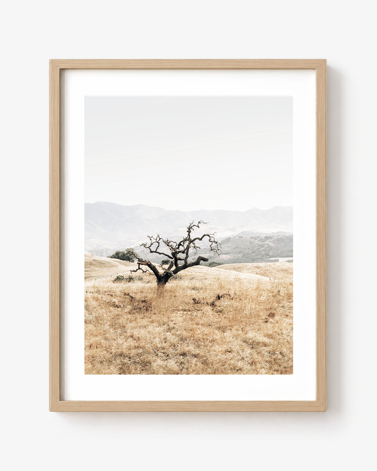Sunlit Oak