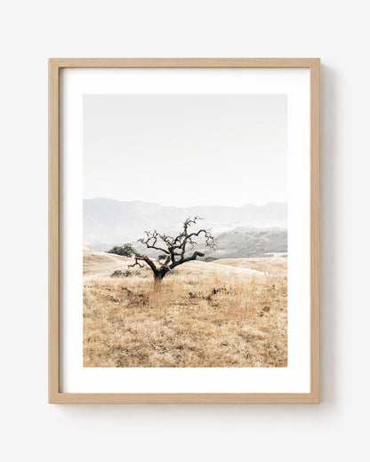 Sunlit Oak