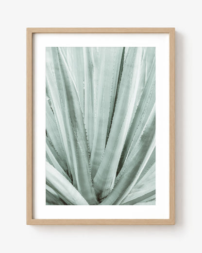 Botanical Symmetry