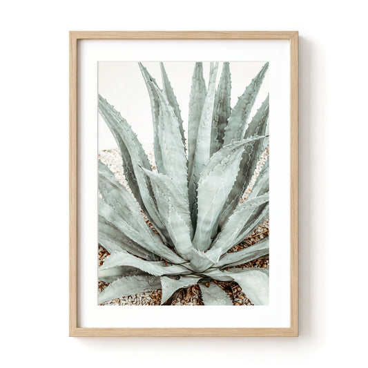 Desert Succulent