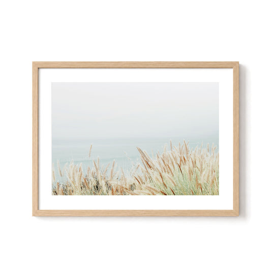 Coastal Fountain Grass