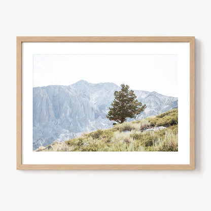 Sierra Tree