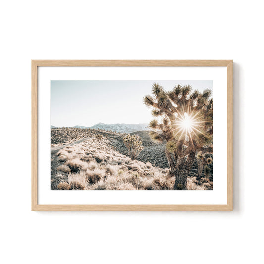 Desert Light