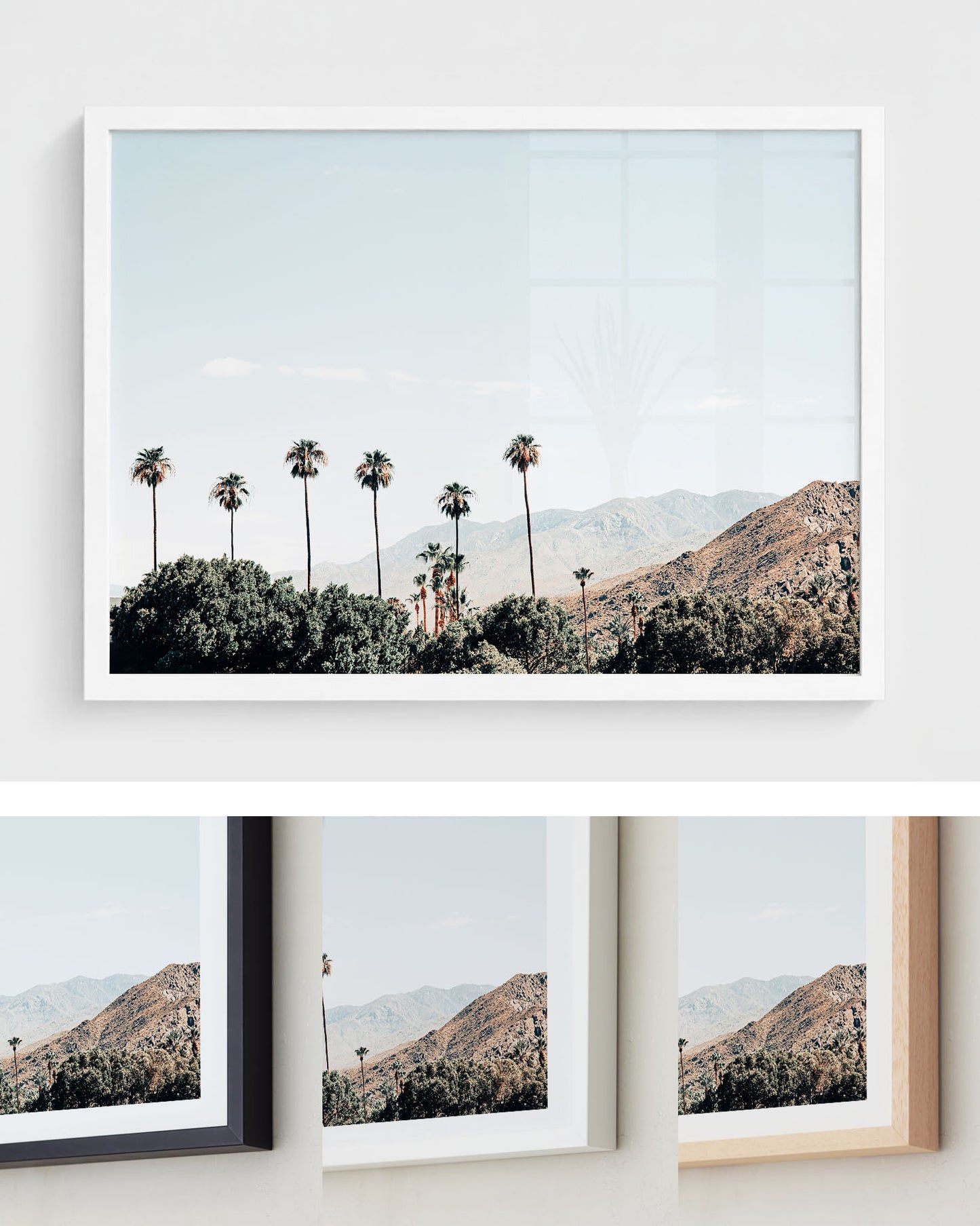 Desert Palms