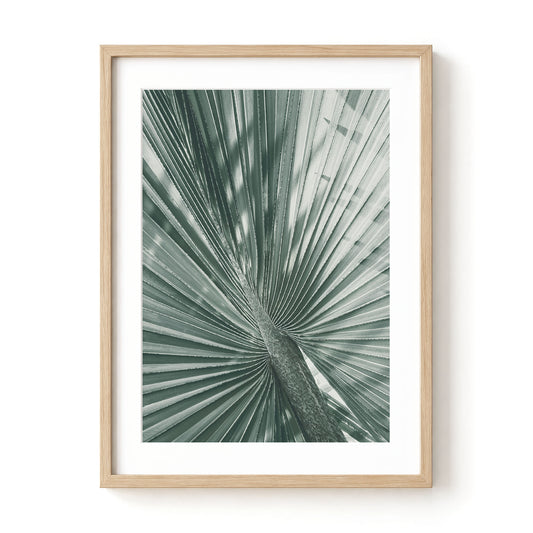 Fan Palm Study