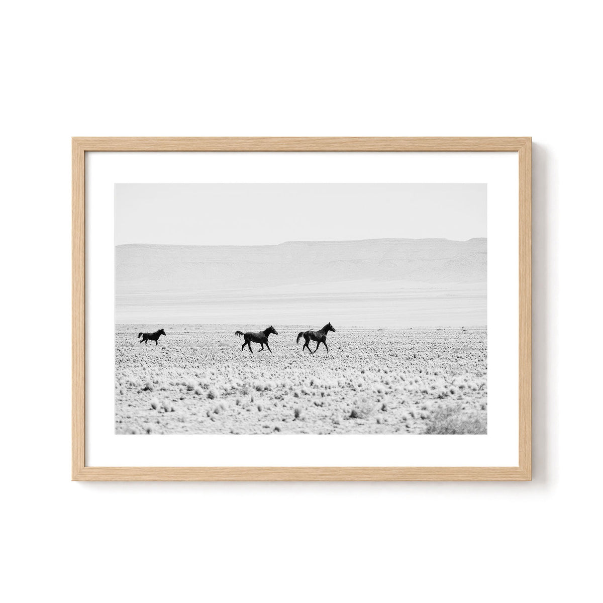 Wild Horses of the Desert
