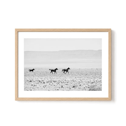 Wild Horses of the Desert