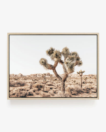 Joshua Tree Wilderness