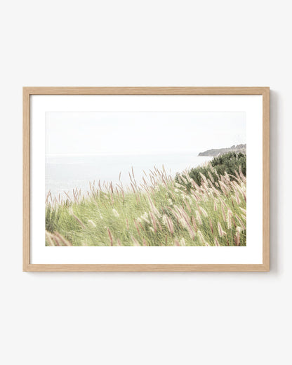 Ocean Meadow