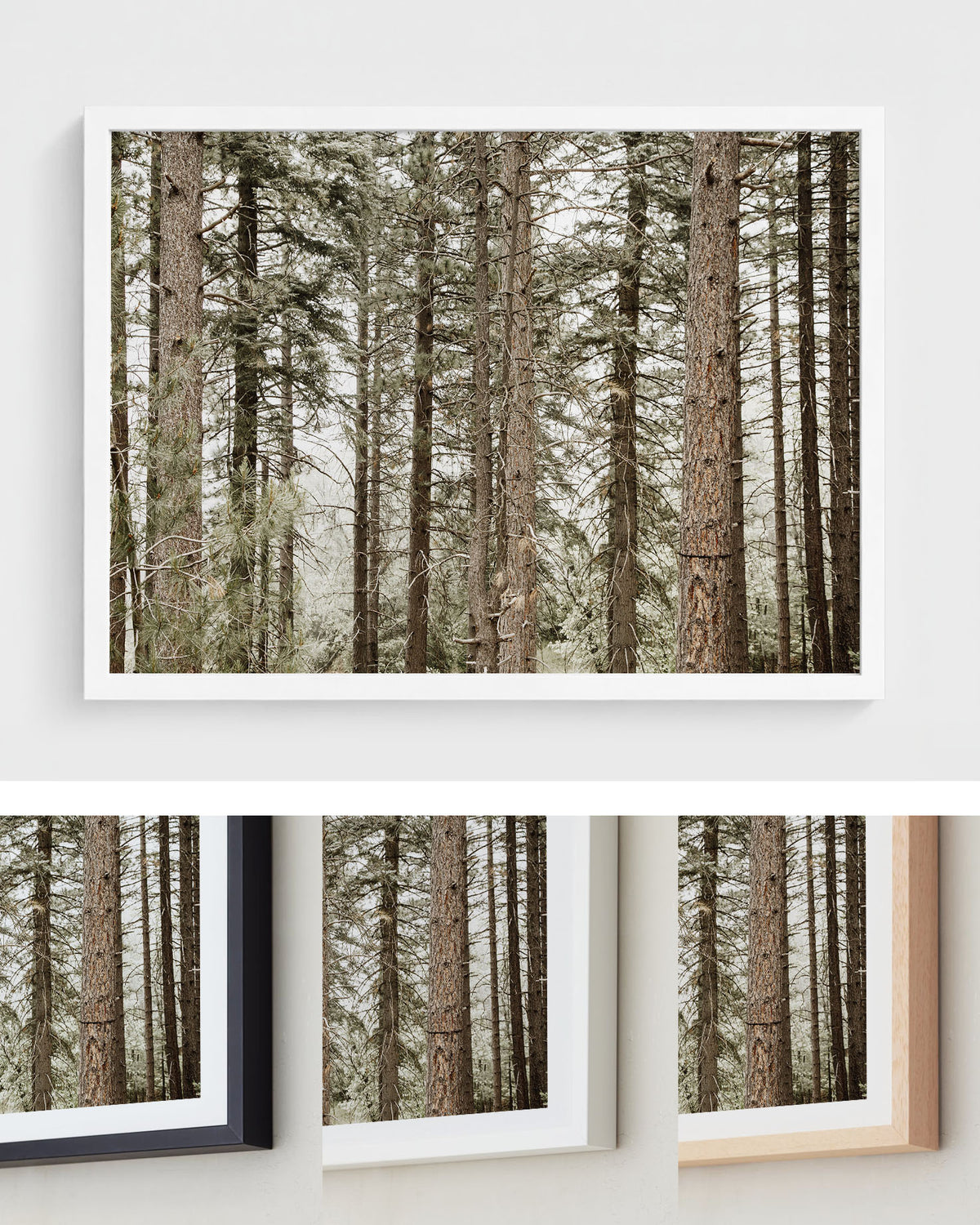 Forest Calm