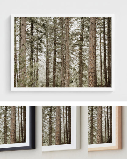 Forest Calm