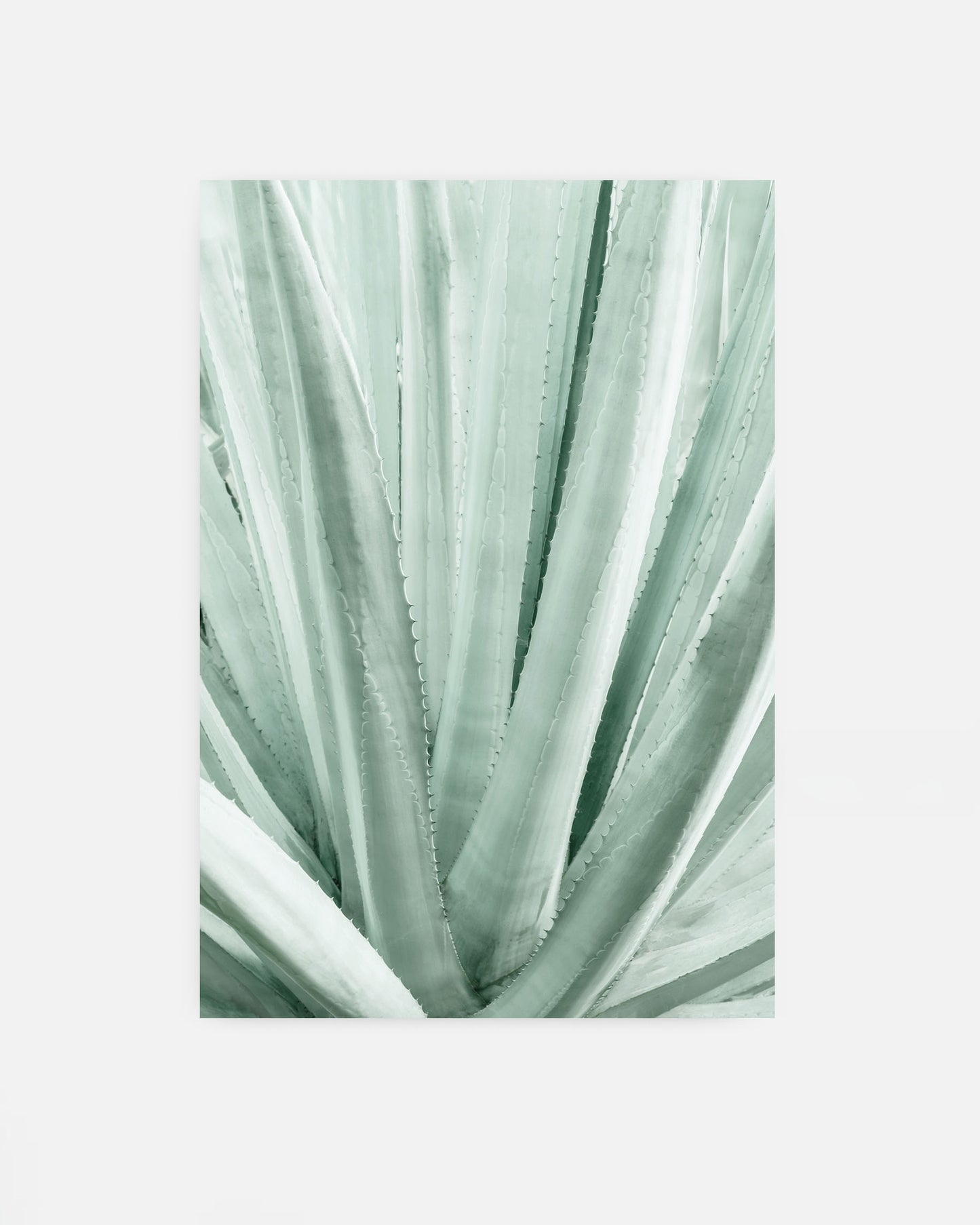 Soft Lines – Agave Plant Wall Art