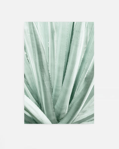 Soft Lines – Agave Plant Wall Art