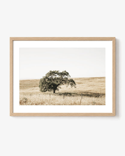 Lone Tree