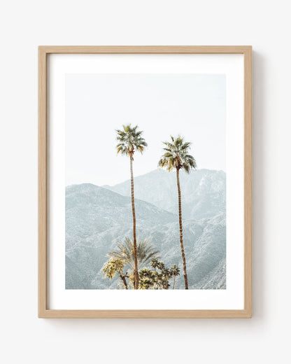Two Desert Palms