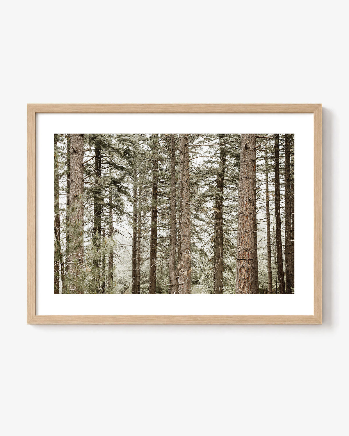 Forest Calm