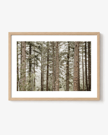 Forest Calm