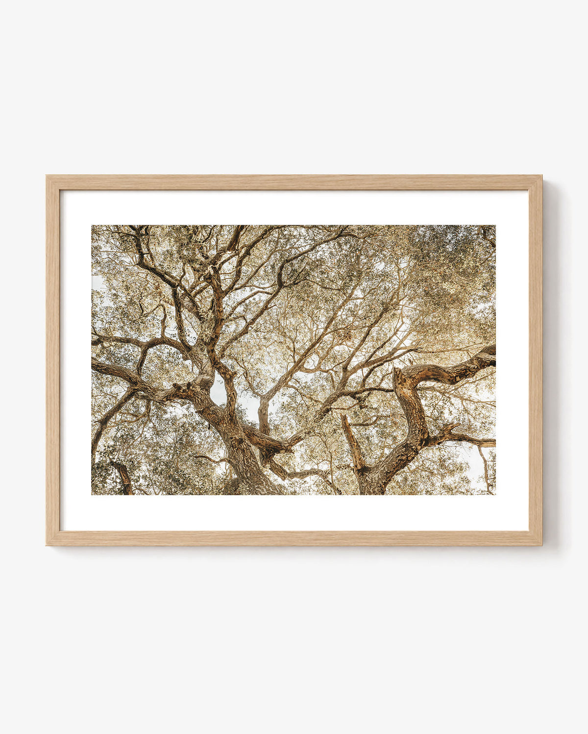 Twisting Branches