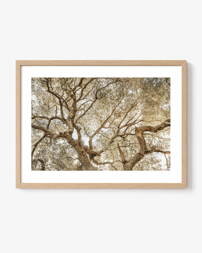 Twisting Branches