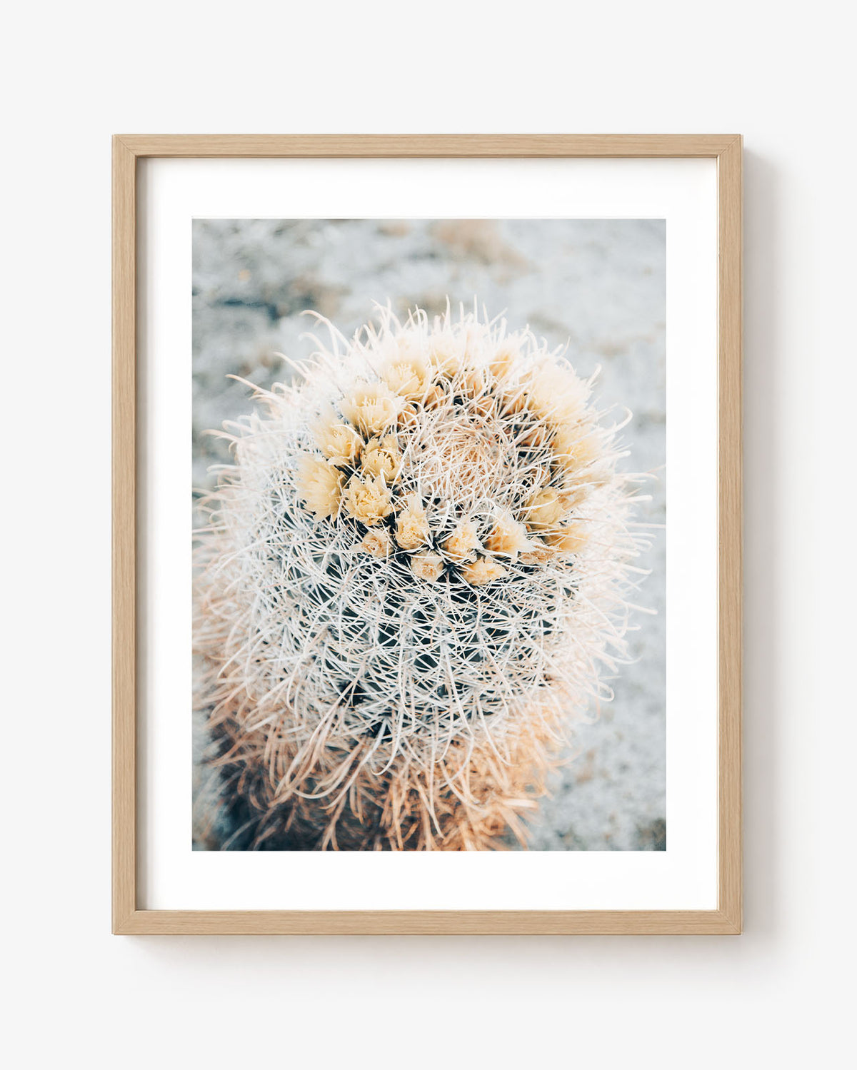 Barrel Cacti