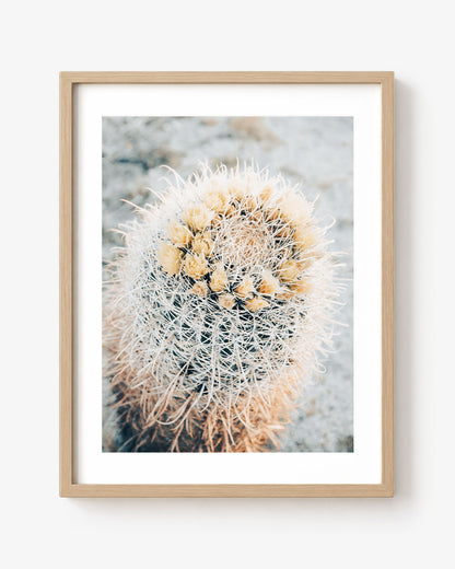 Barrel Cacti