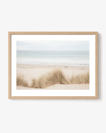 Coastal Dune Grass
