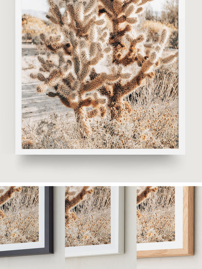 Thorns and Light