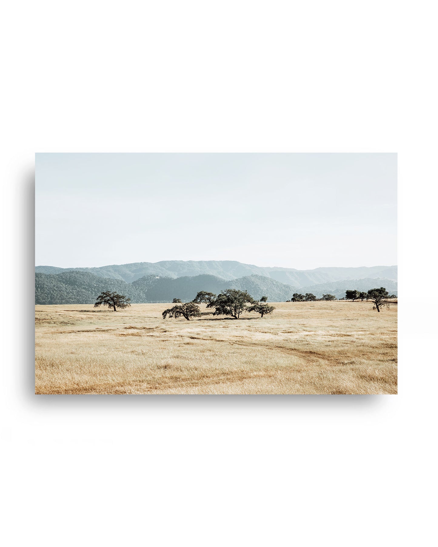 Open Meadow