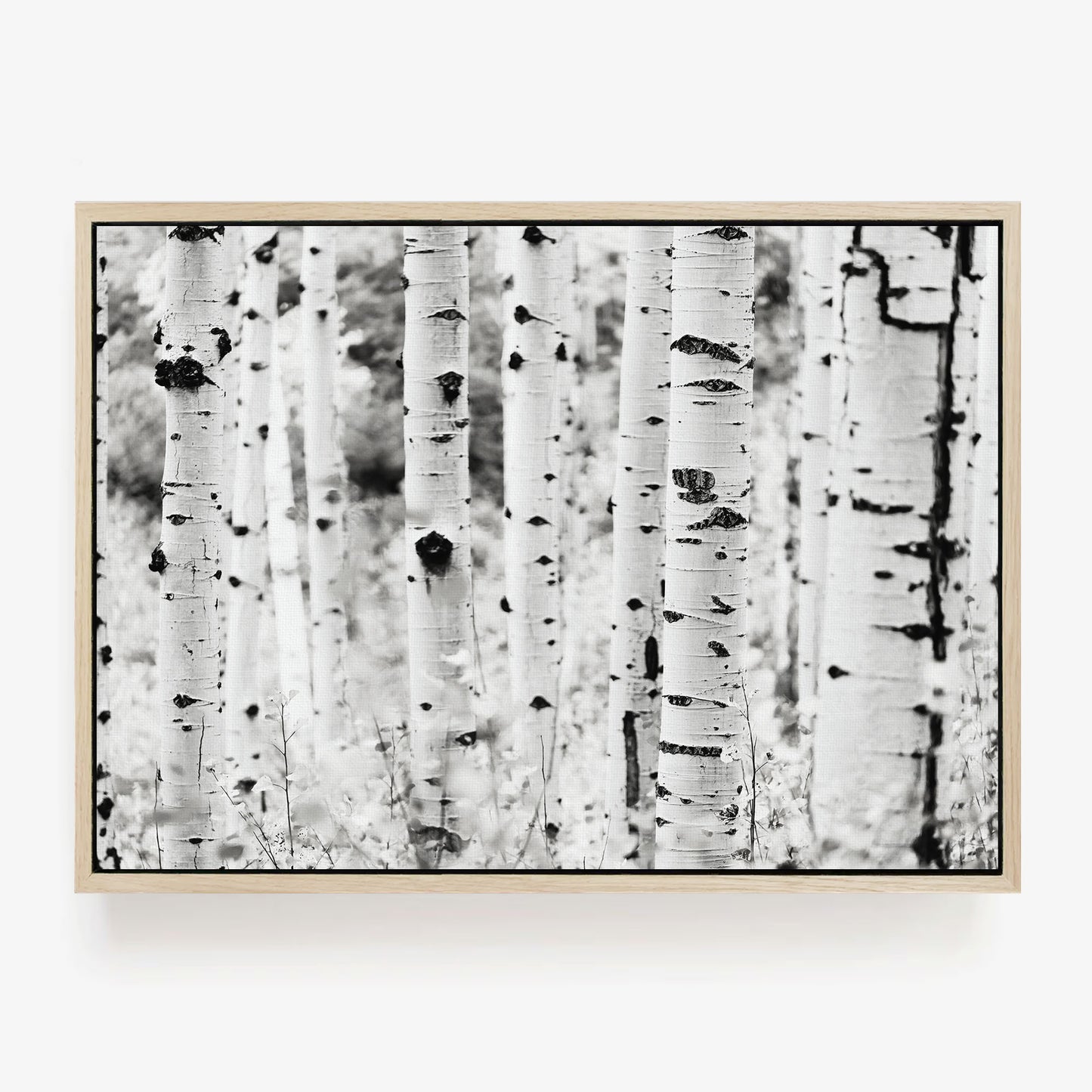 Aspen Tree Forest