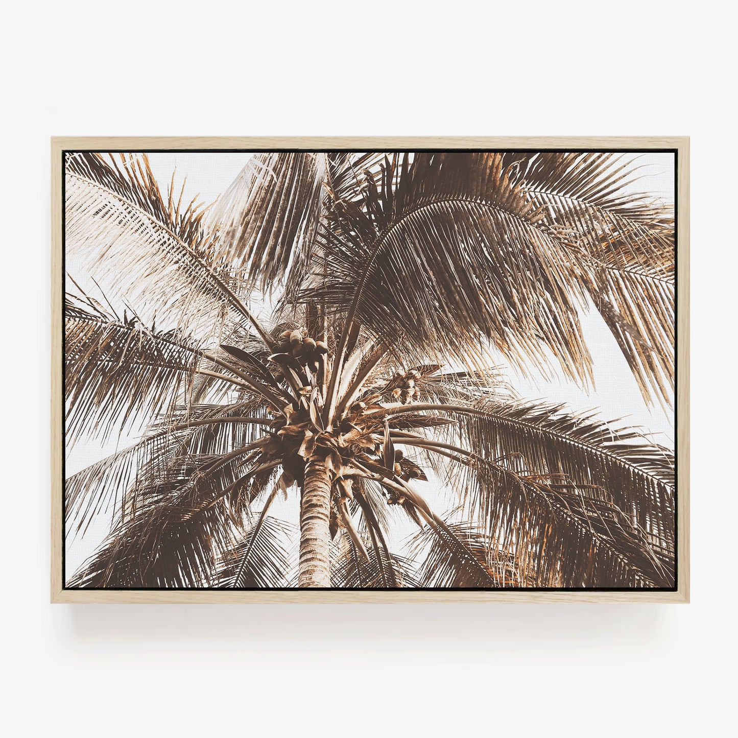 Coconut Palm Canopy