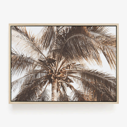 Coconut Palm Canopy